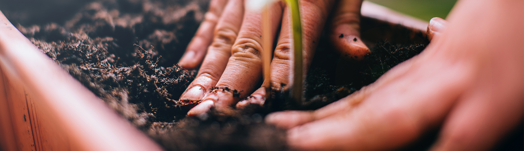 Close-up of two hands planting a seedling. 